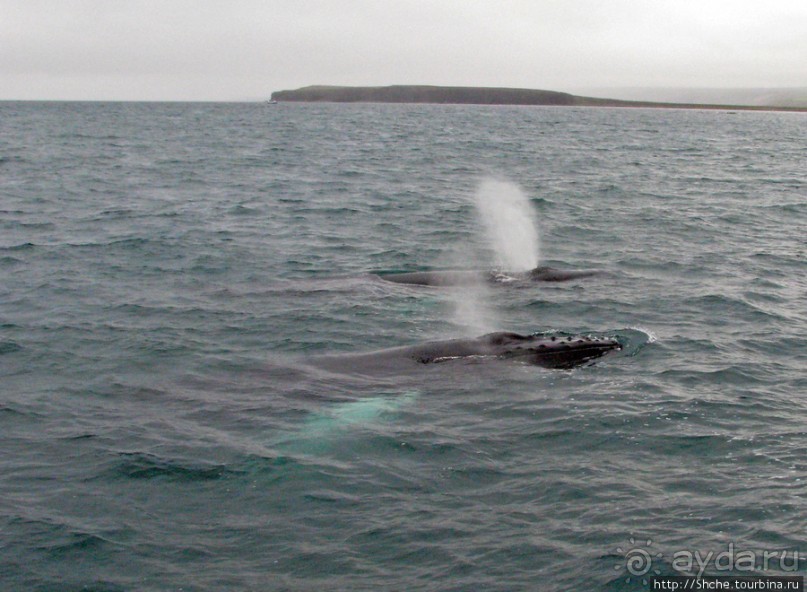 Альбом отзыва "Гарантированное наблюдение за китами в Исландии"