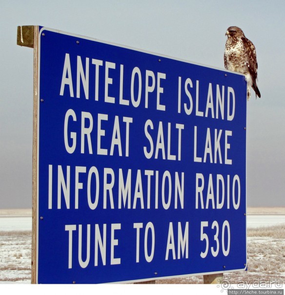 Альбом отзыва "Antelope Island - заповедник в Большом Соленом озере."